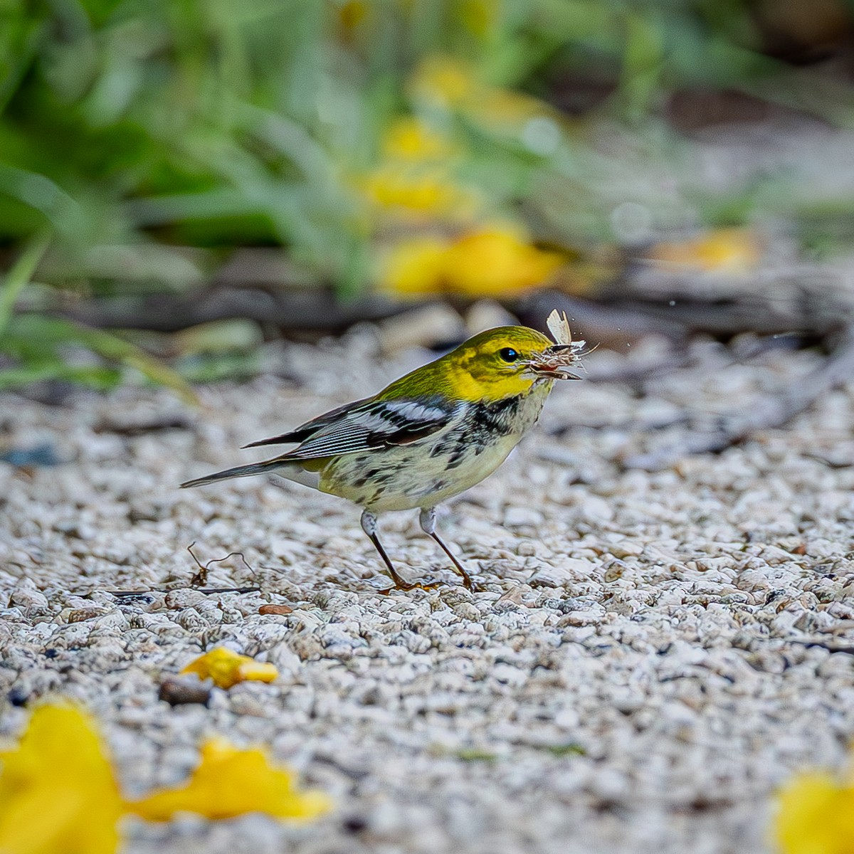 Black-throated Green Warbler - ML645288201