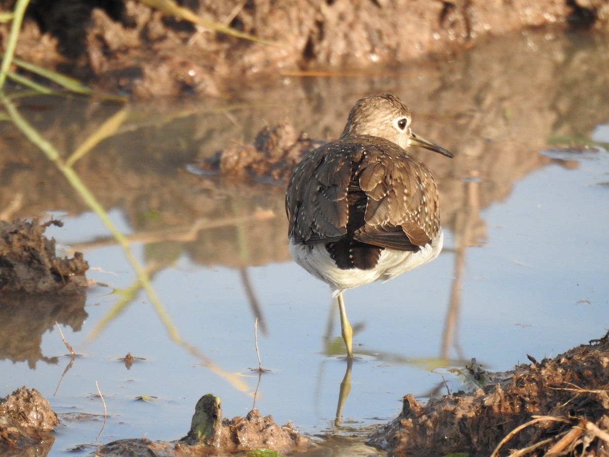 Einsiedelwasserläufer - ML645288203