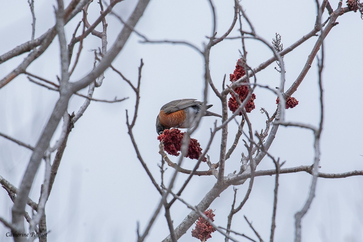 Zozo papargorria - ML645288204