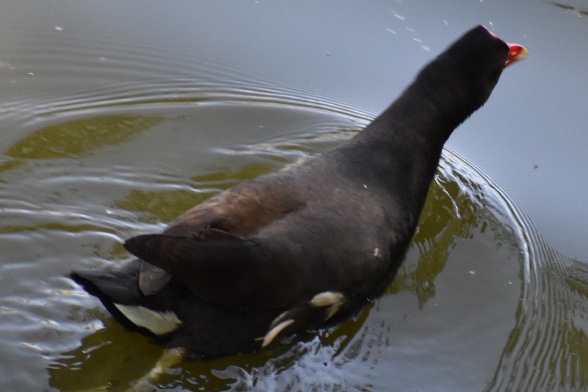 Gallinule d'Amérique - ML645288213