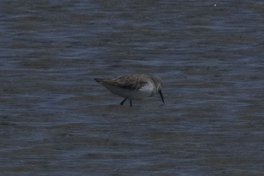 Curlew Sandpiper - ML645288217