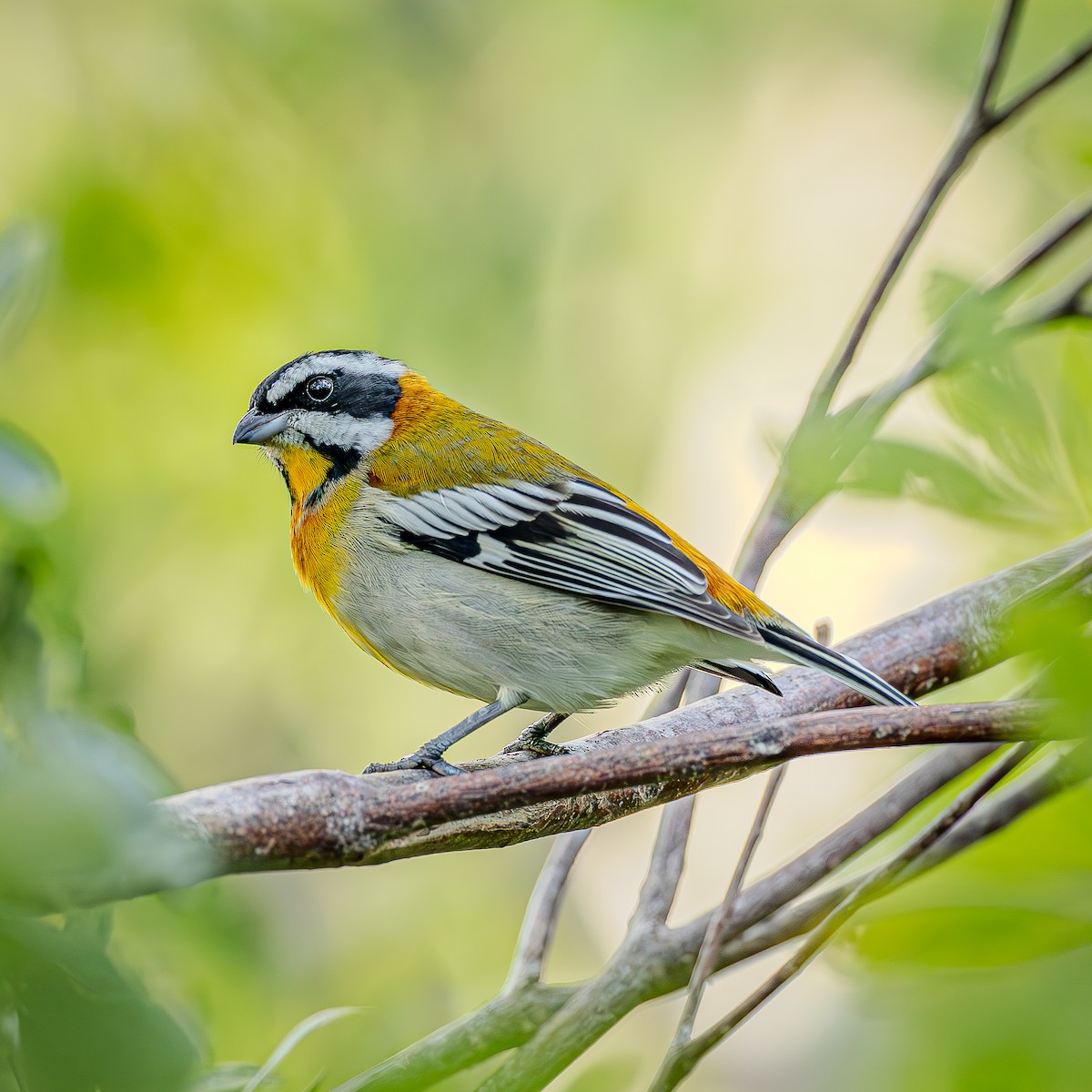 Western Spindalis - ML645288236