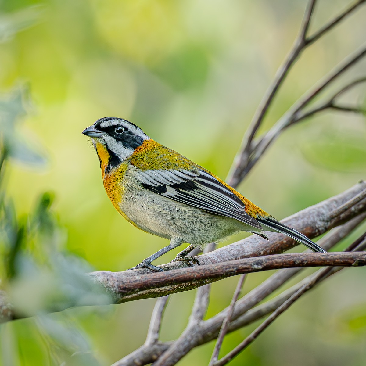 Western Spindalis - ML645288237