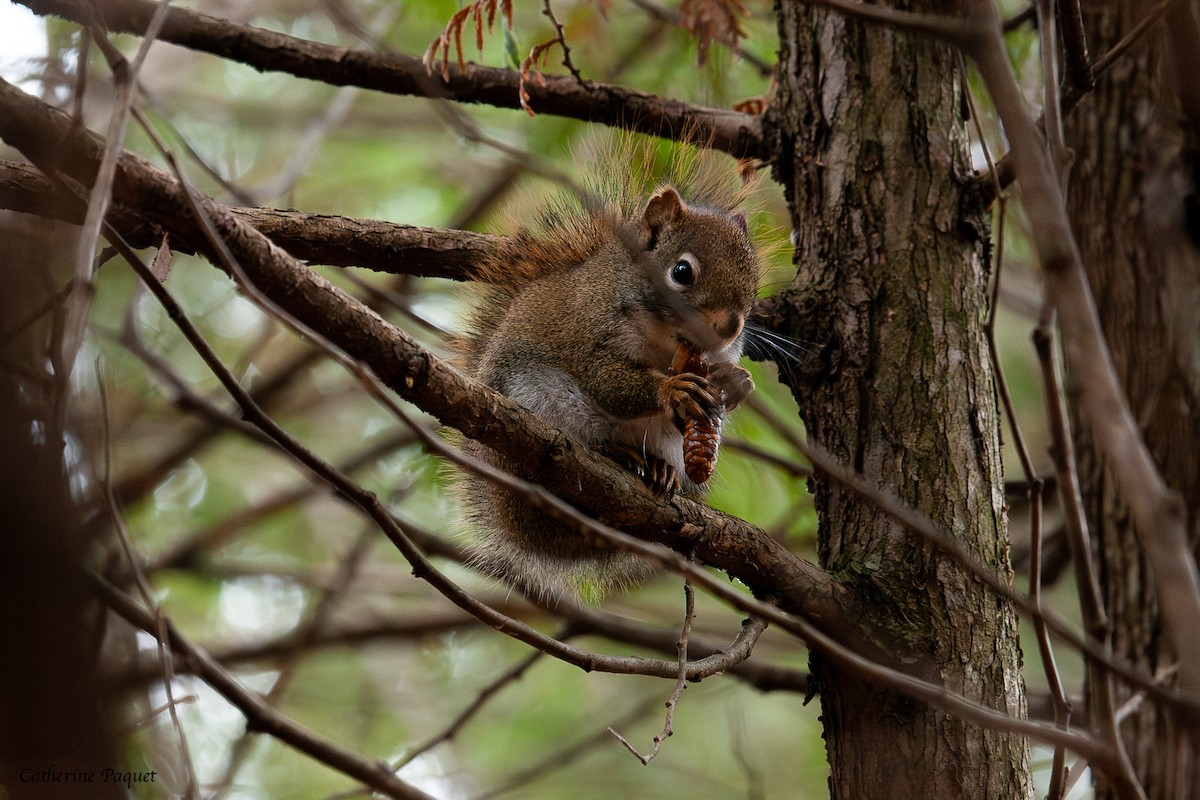 American Red Squirrel - ML645288239