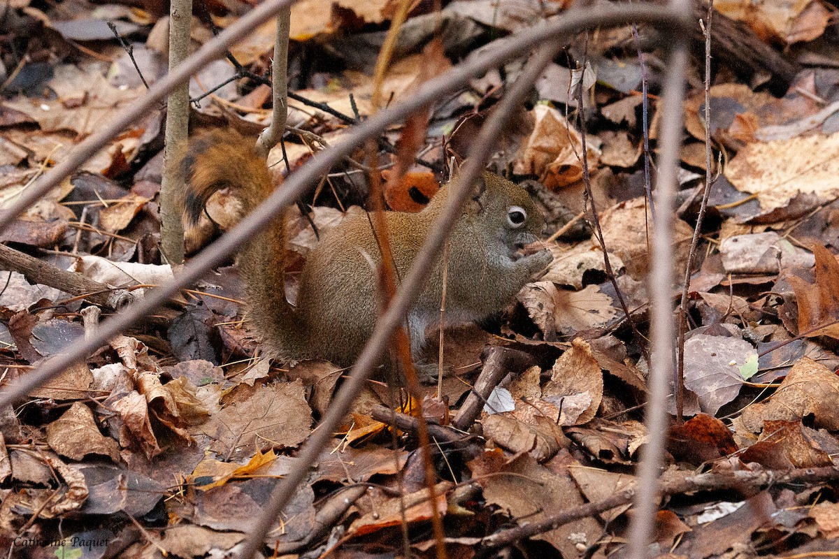 American Red Squirrel - ML645288240