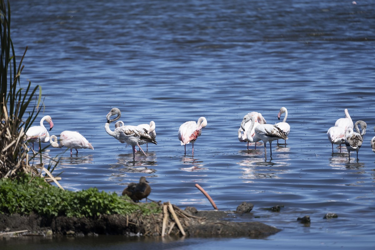 Greater Flamingo - ML645288244