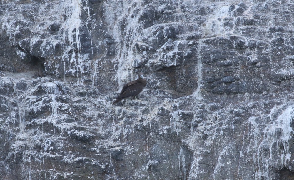 Cocos Booby - ML645288259