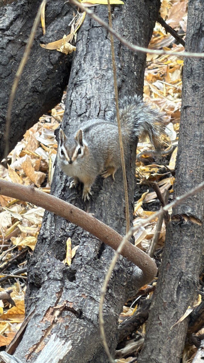 Animals - ML645288265