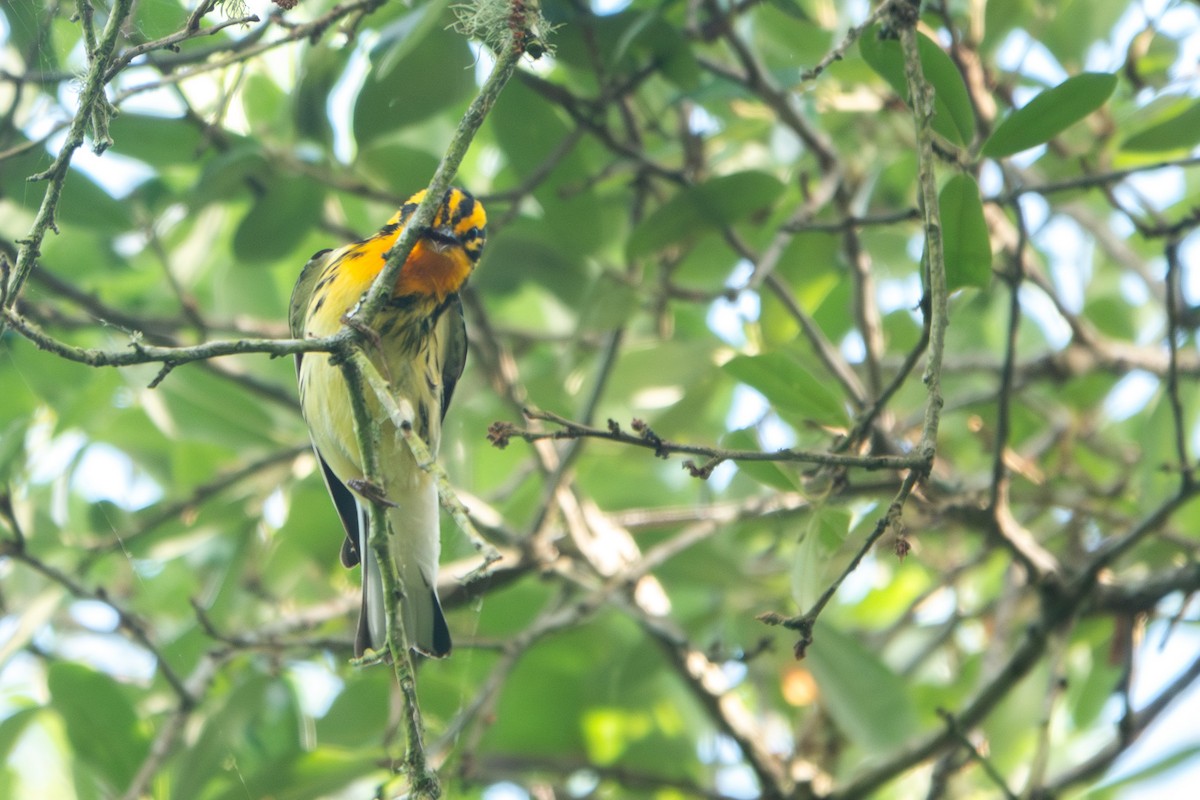 Blackburnian Warbler - ML645288273