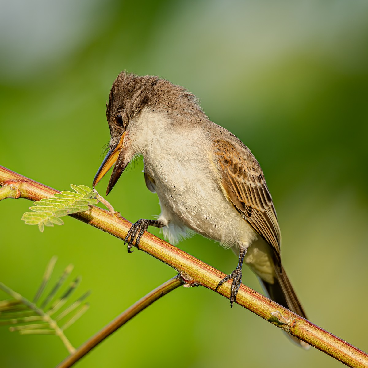 Loggerhead Kingbird - ML645288274