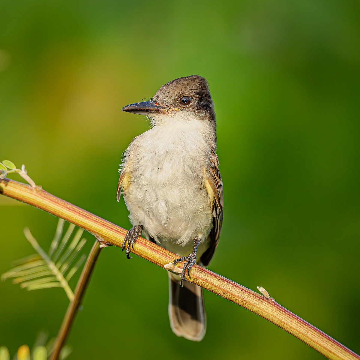 Loggerhead Kingbird - ML645288275