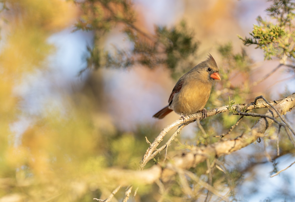 Northern Cardinal - ML645288282