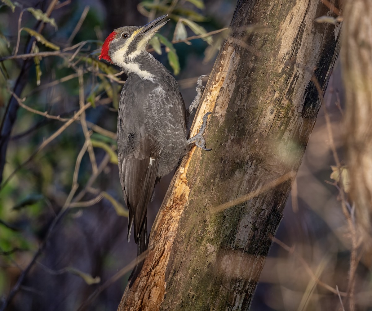 Pileated Woodpecker - ML645288307