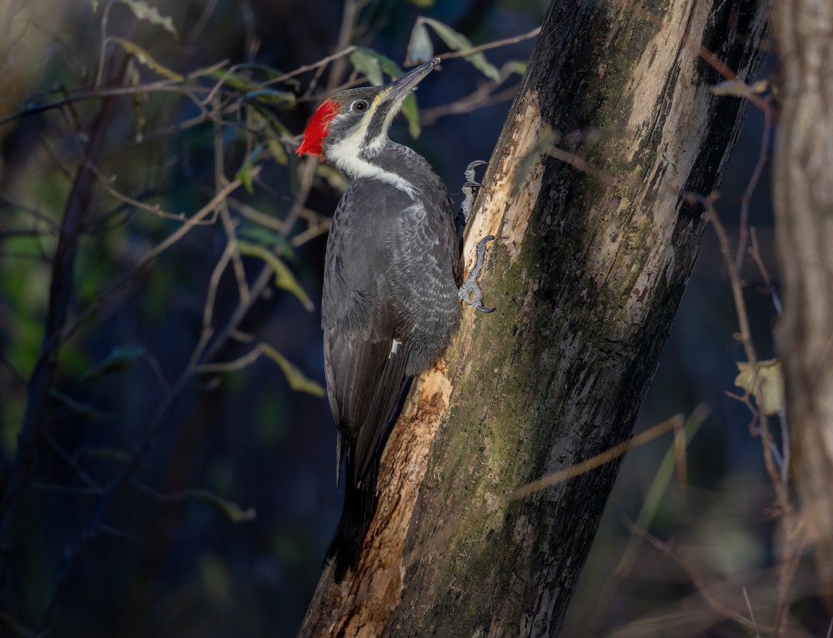 Pileated Woodpecker - ML645288308