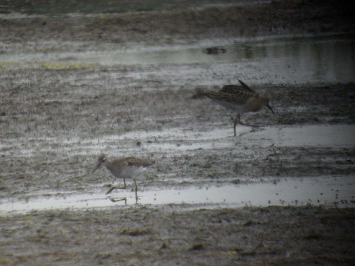 タカブシギ - ML645288309