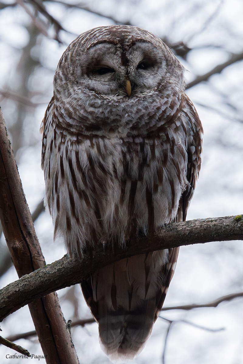 Barred Owl - ML645288315