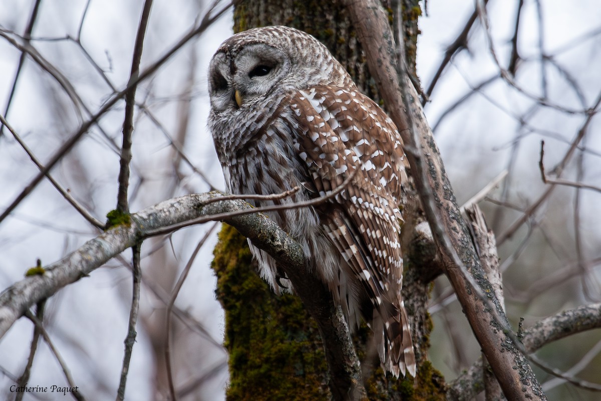 Barred Owl - ML645288322