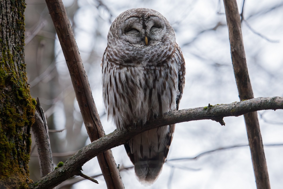 Barred Owl - ML645288323