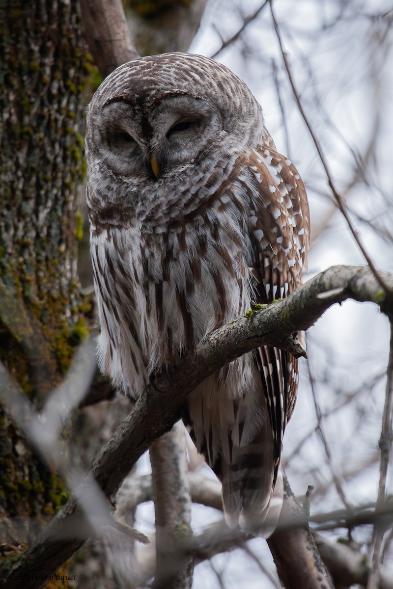 Barred Owl - ML645288326