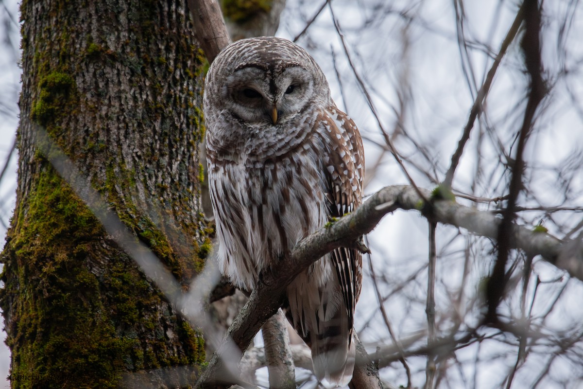 Barred Owl - ML645288329