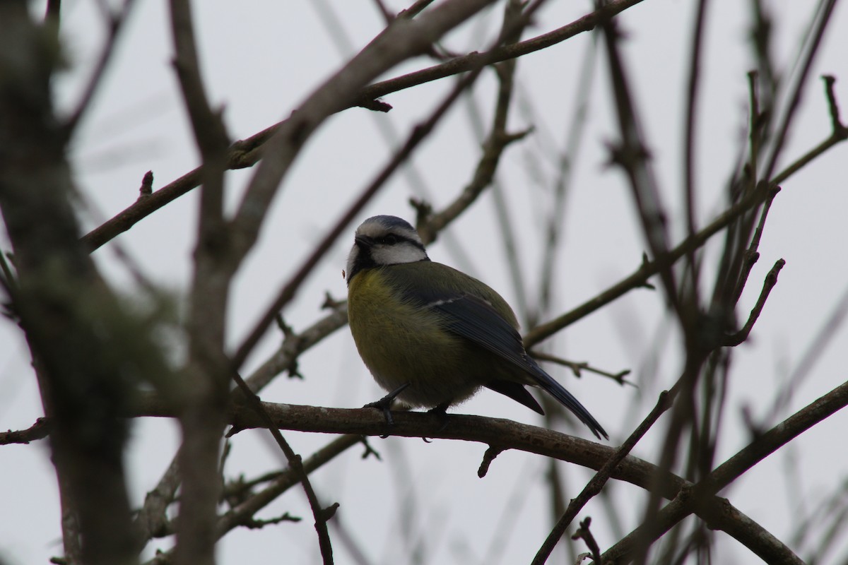 Herrerillo Común - ML645288335