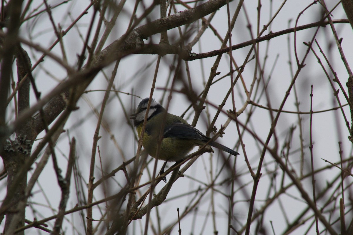 Herrerillo Común - ML645288336