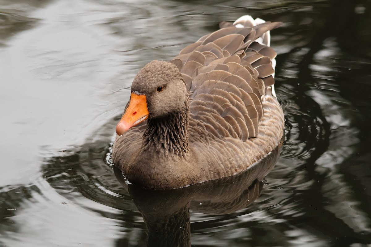 Graylag Goose - ML645288337