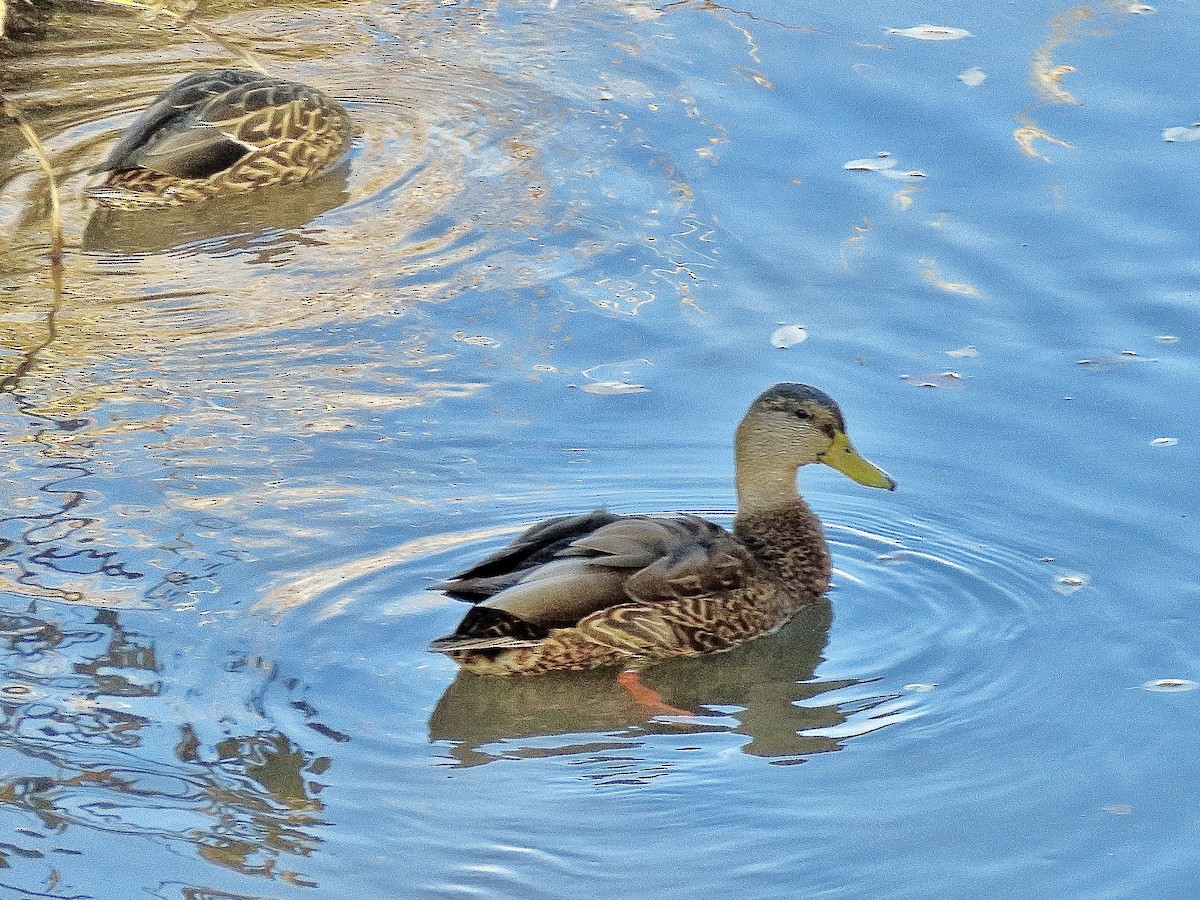 Mallard x Mexican Duck (hybrid) - ML645288339