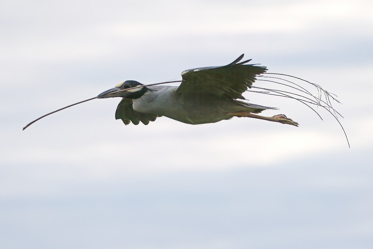 אנפת לילה צהובת-כיפה - ML645288352