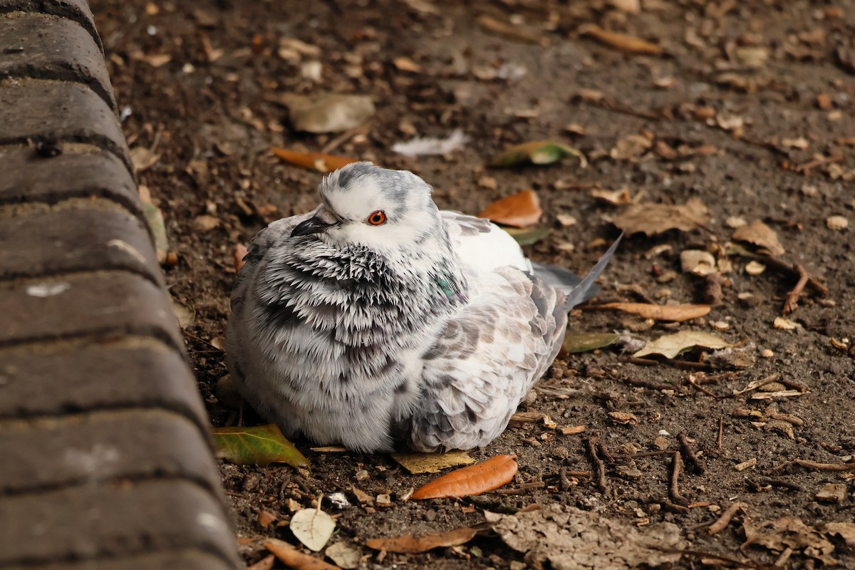 Kaya Güvercini (evcil tip) - ML645288353