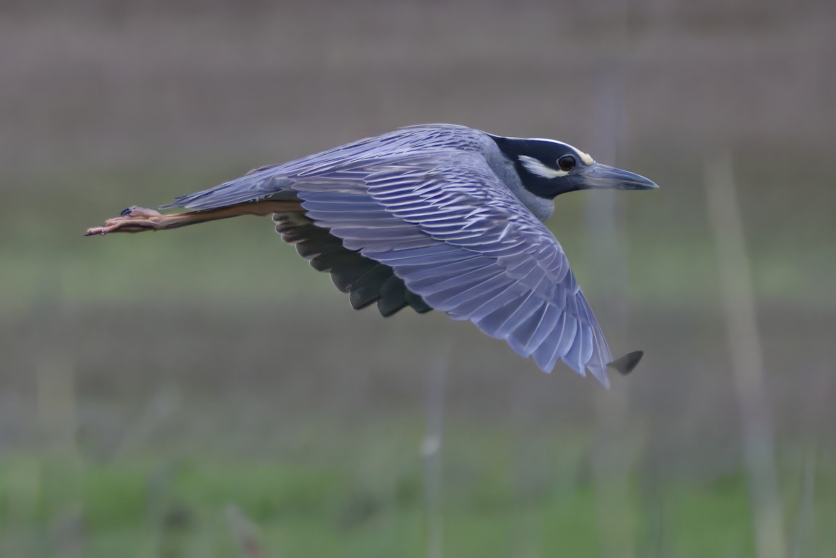 אנפת לילה צהובת-כיפה - ML645288354