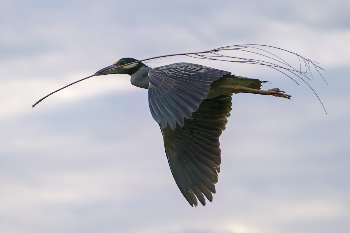 אנפת לילה צהובת-כיפה - ML645288356