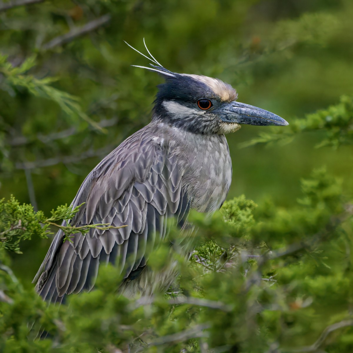 אנפת לילה צהובת-כיפה - ML645288357