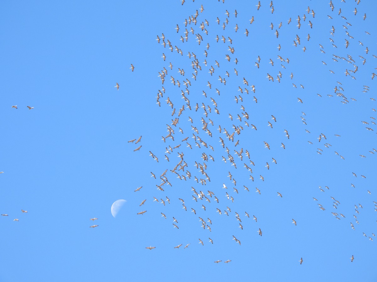 Sandhill Crane - ML645288370