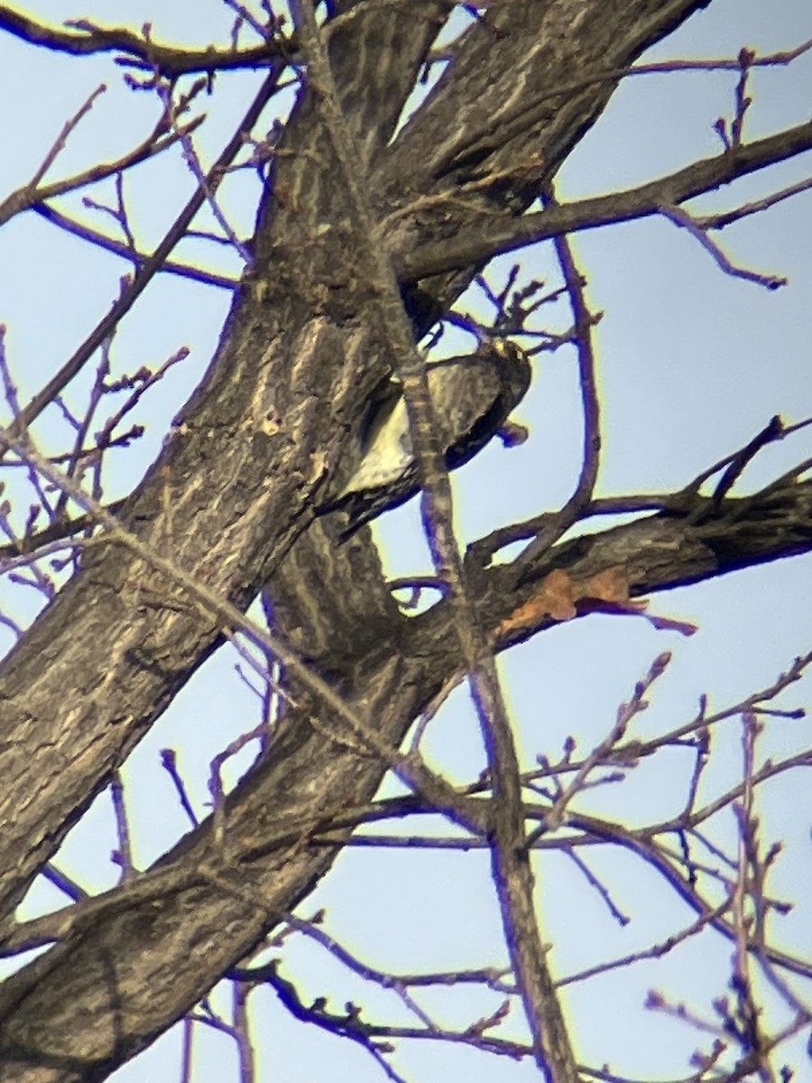 Yellow-bellied Sapsucker - ML645288371