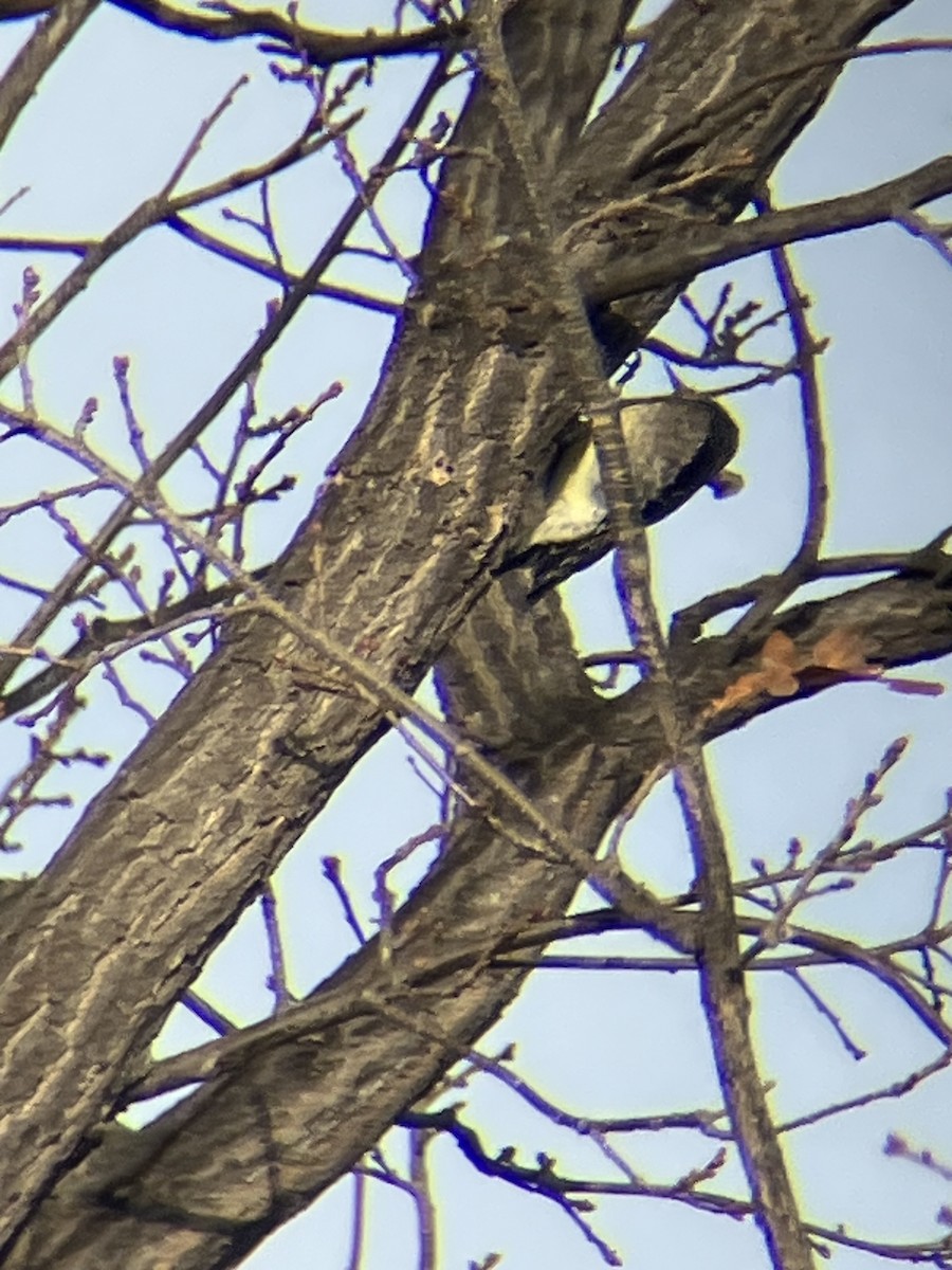 Yellow-bellied Sapsucker - ML645288372