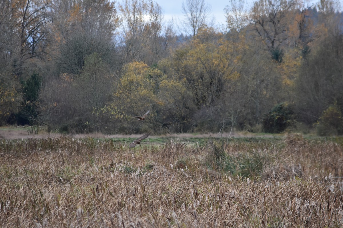 moták severoamerický - ML645288383