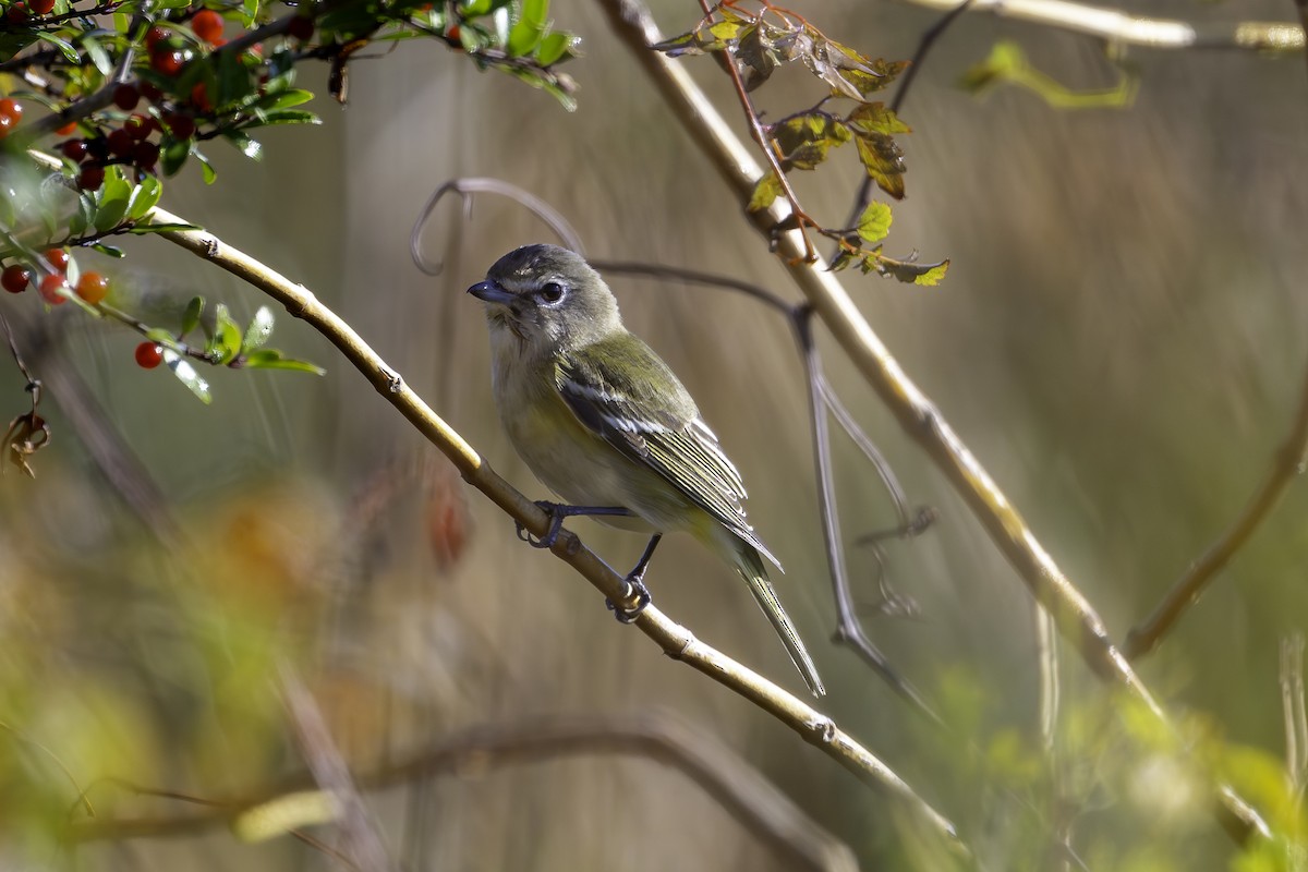 フタスジモズモドキ - ML645288385