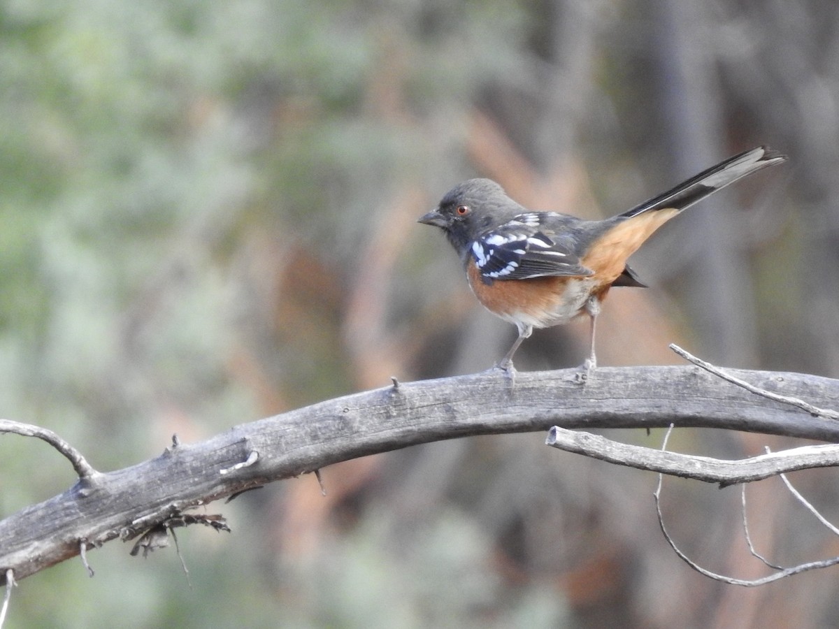 Spotted Towhee - ML645288396