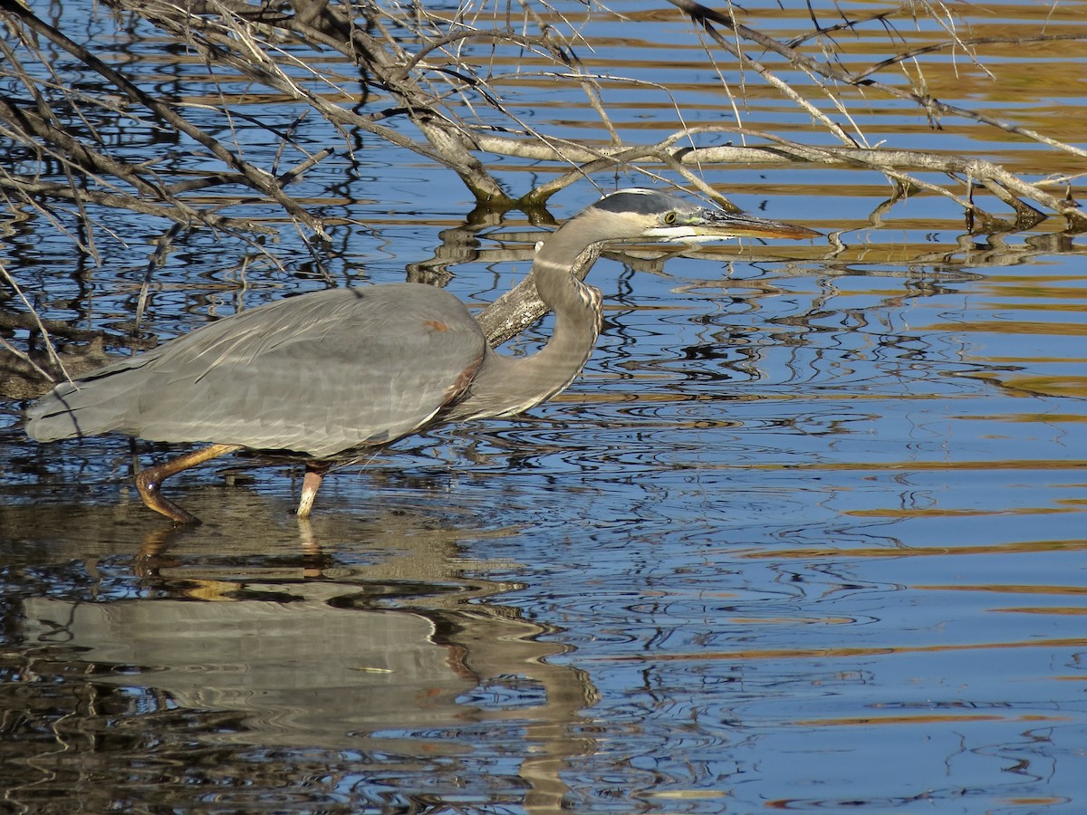 Great Blue Heron - ML645288397