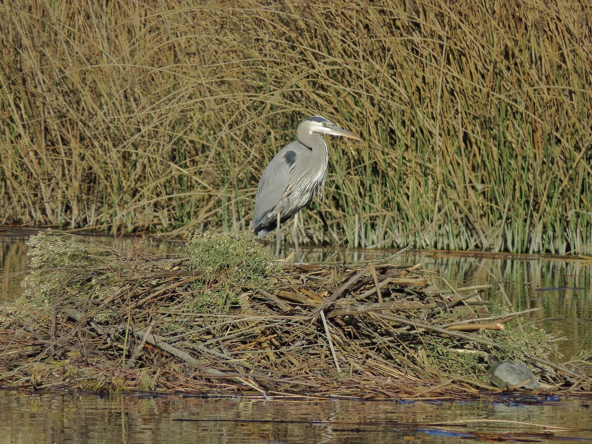 Great Blue Heron - ML645288398