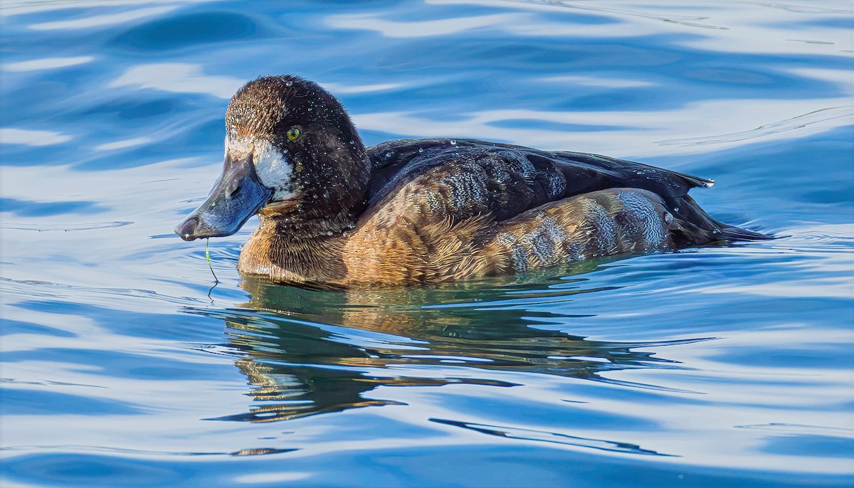 スズガモ - ML645288407