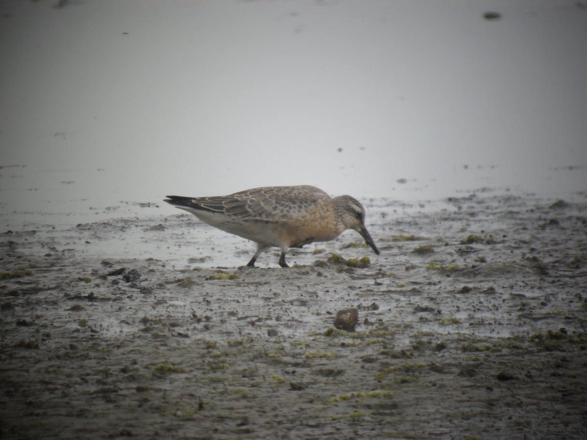 Red Knot - ML645288410