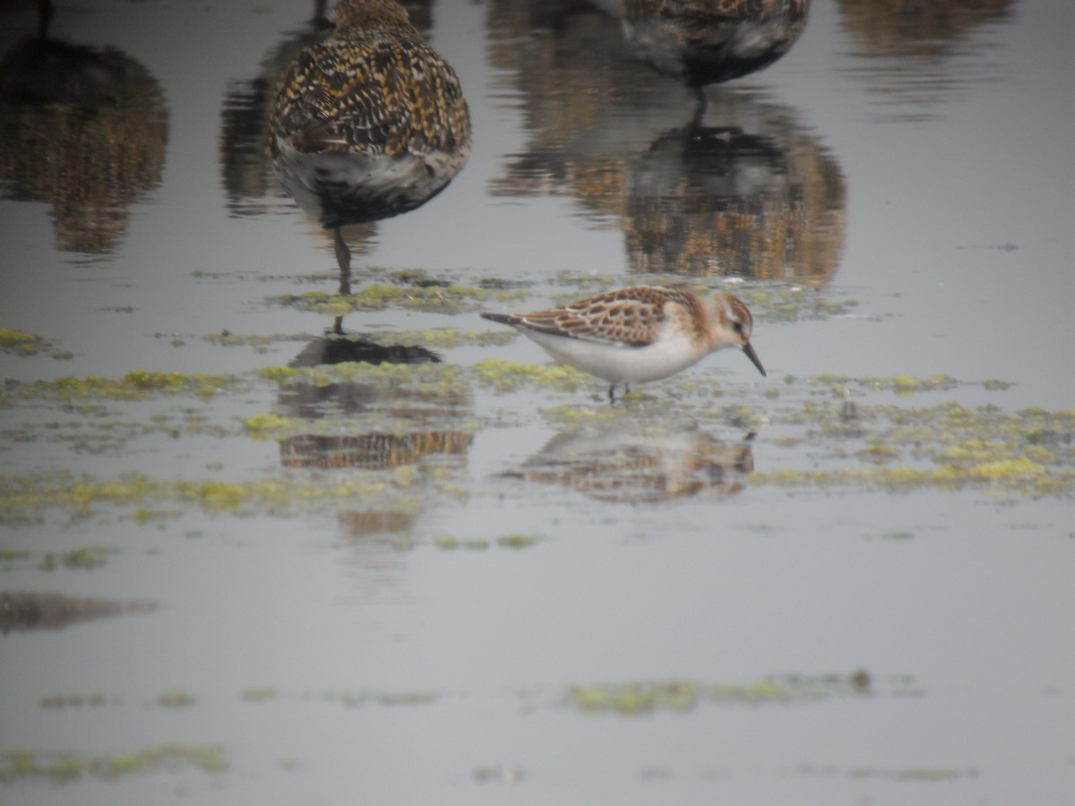 ヨーロッパトウネン - ML645288426