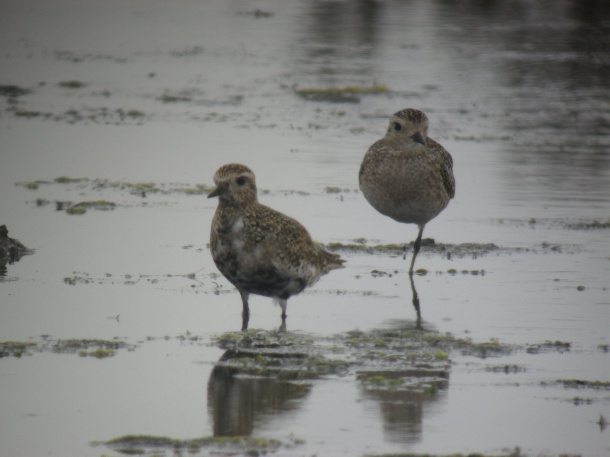 Сивка звичайна - ML645288443