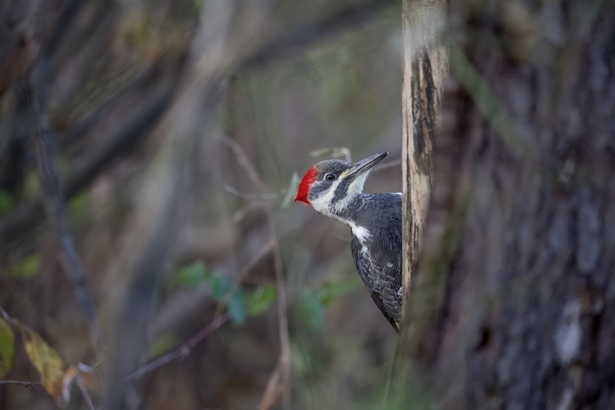 Pileated Woodpecker - ML645288450