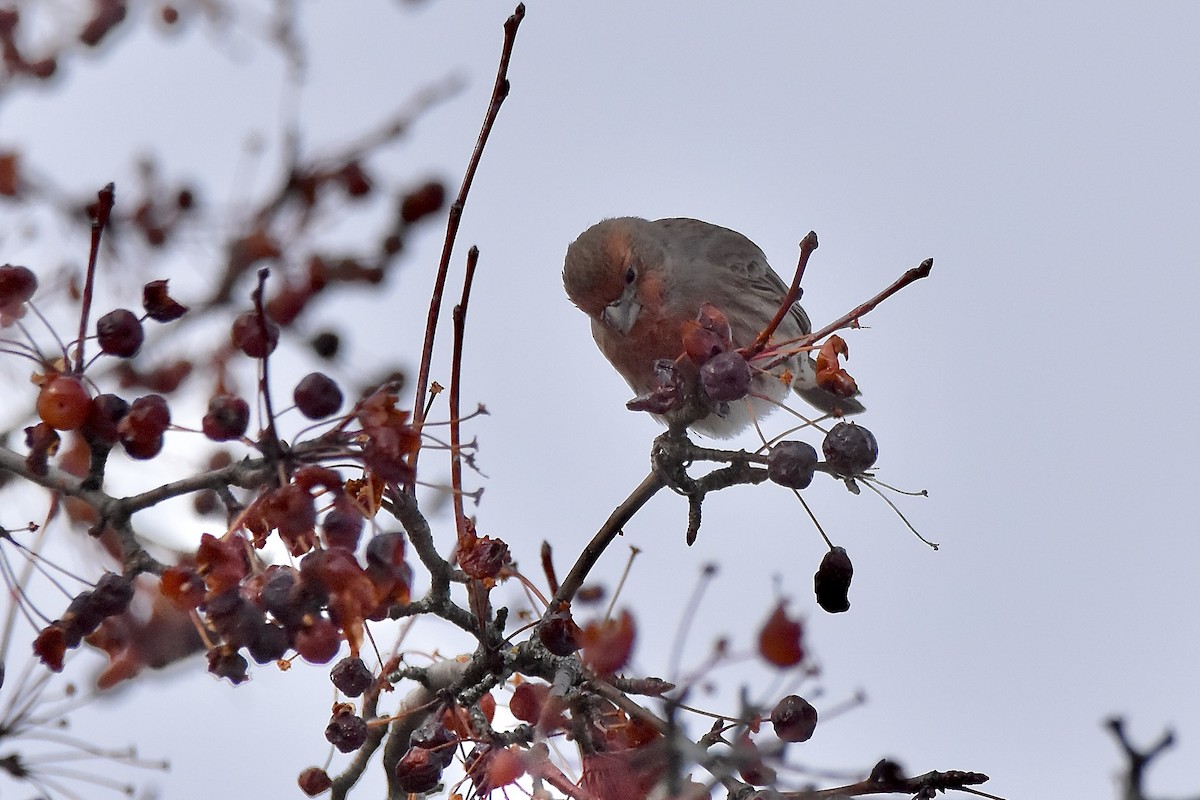 House Finch - ML645288458