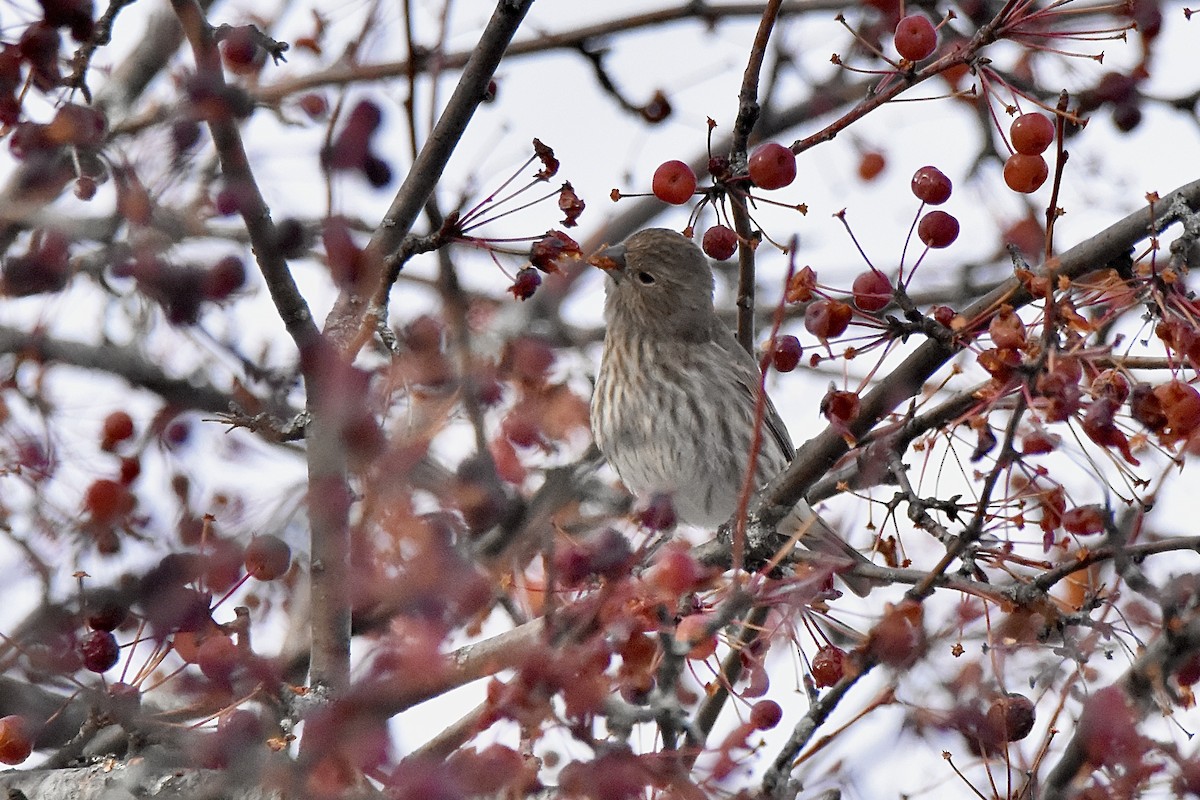House Finch - ML645288459