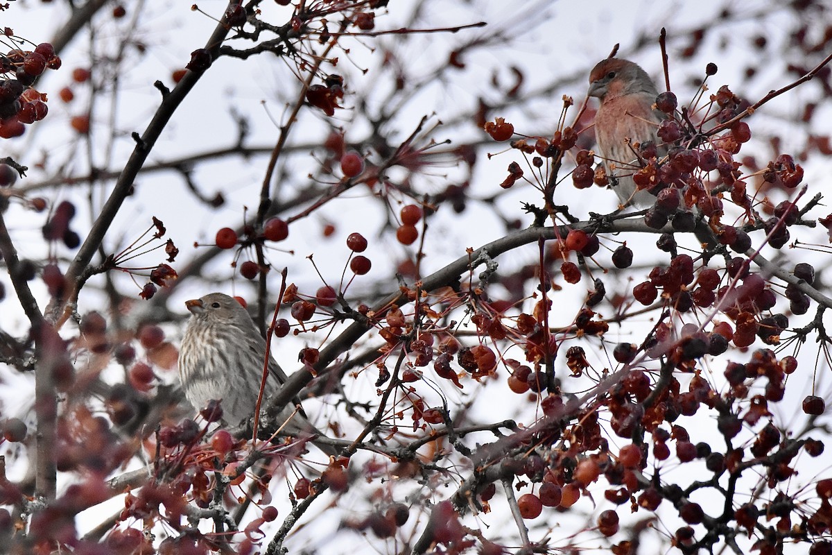 House Finch - ML645288460