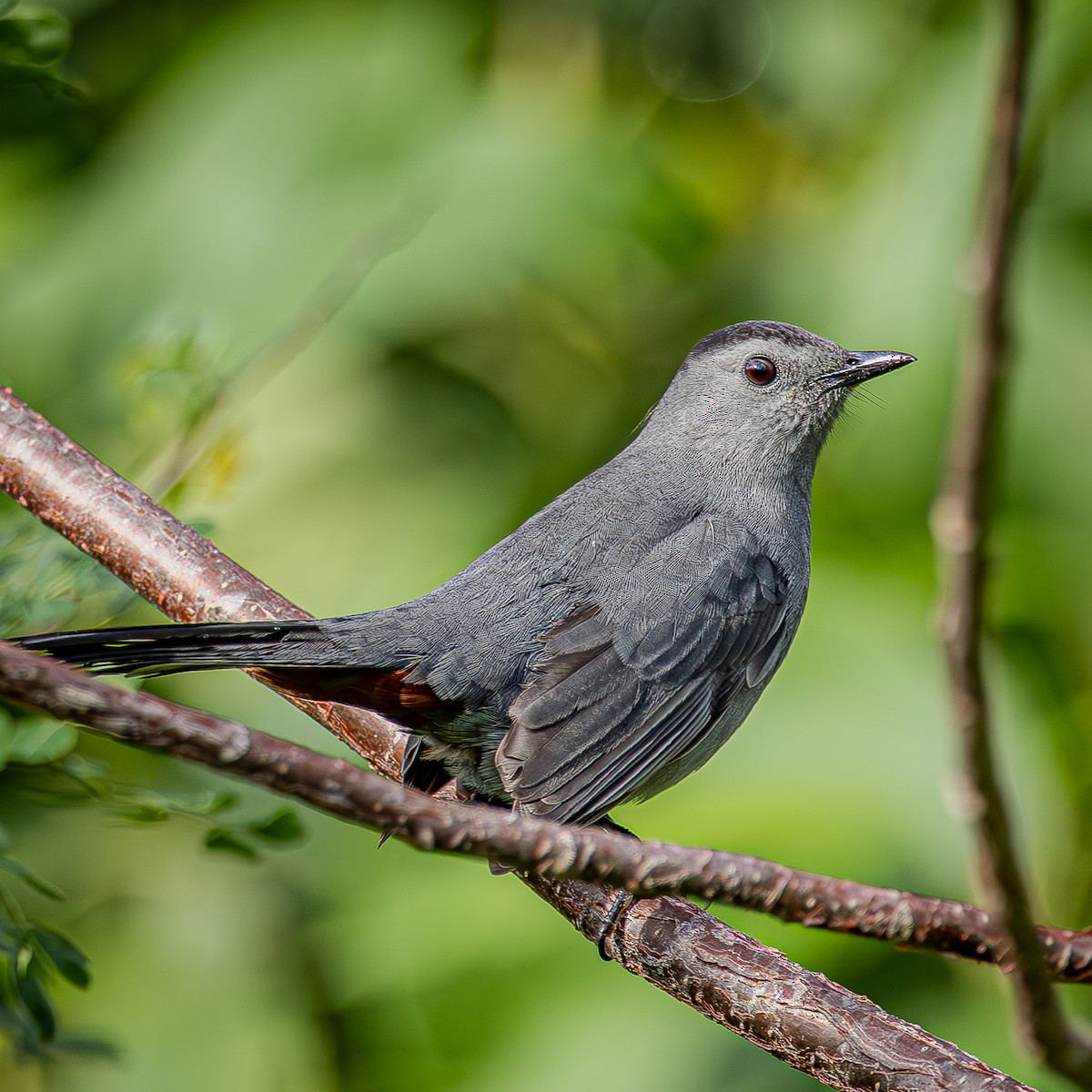 Gray Catbird - ML645288466